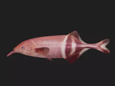 Elephant fish Low-poly 3D model