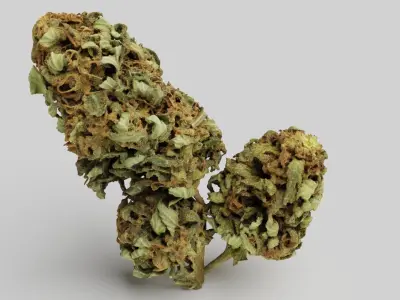 Cannabis Bud 05 3D model
