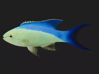 Serranidae Low-poly 3D model