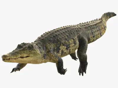 Animated Crocodile Swiming Rigged for Maya 3D model