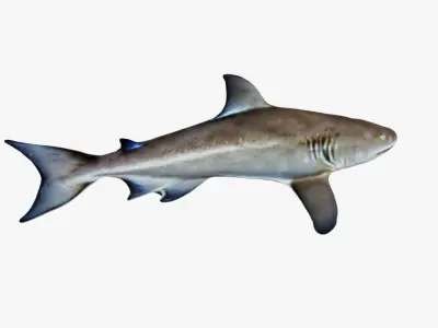 Nurse Shark Free 3D model