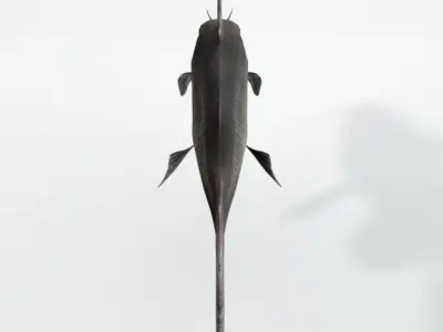 Catfish Low-poly 3D model