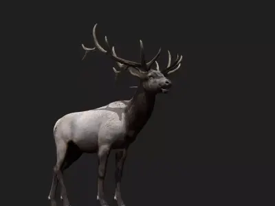 Deer Animated and Rigged  Low-poly 3D model