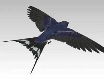Barn Swallow Low-poly 3D model
