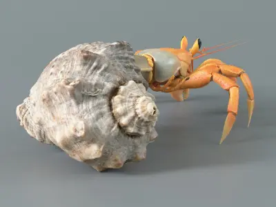  Hermit Crab Static 