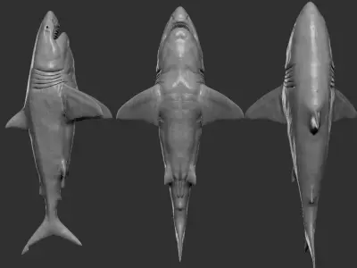 Great White Shark Low-poly 3D model buy