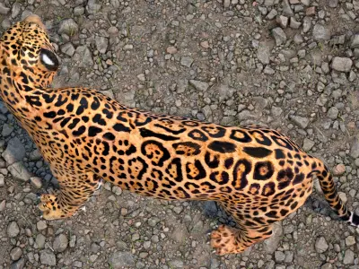 Jaguar Stand Pose 3D model