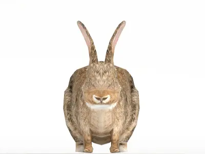 Rigged Rabbit Low-poly 3D model