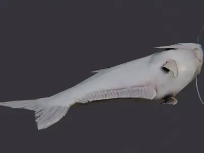 Basa Fish Set with Natural Texture Low-poly 3D model