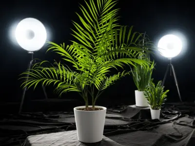  Bangalow Palm Potted Plant Model  purchase