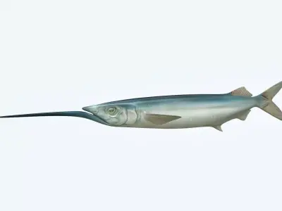 Ballyhoo Fish 3D model