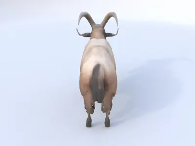 Takin 3D model