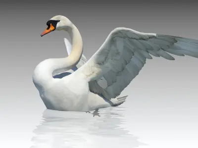  Mute Swan 
