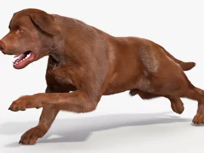 Running Brown Retriever Dog Fur Animated Rigged for Cinema 4D 3D model purchase