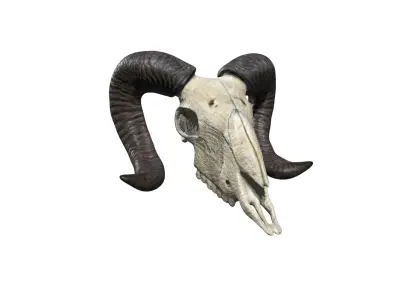 Ram skull Low-poly 3D model