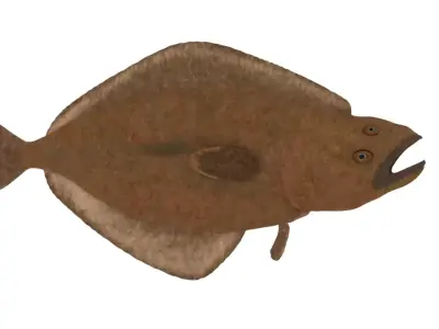 Atlantic Halibut Free low-poly 3D model