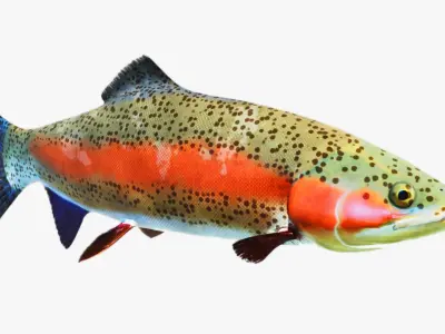 Rainbow Trout Low-poly 3D model
