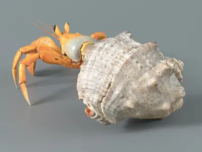  Hermit Crab Static 