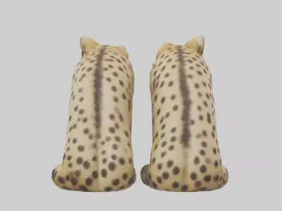 Cheetah Paws Model 3D model