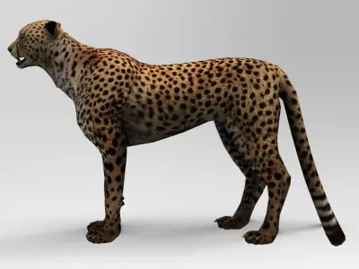 Cheetah - Rigged - Animated Low-poly 3D model