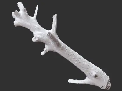 3d scan of tree trunk in highpoly 3D model by Shutters
