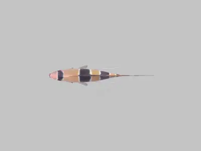 Scalar fish Low-poly 3D model purchase