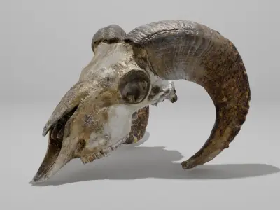 Skull ram Low-poly 3D model