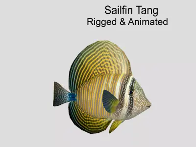 Sailfin Tang Realistic Animated Low-poly 3D model