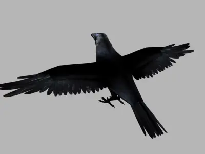 crow bird 3d model 3D model