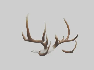 Deer Antlers Model Low-poly 3D model