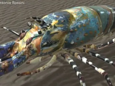 Lobster aragosta arcobaleno 3D model