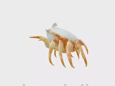Porcelain Crab 3D Model with Detailed Anatomy Low-poly 3D model