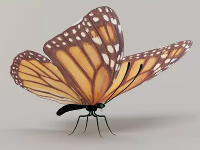 butterfly monarch 3D model buy