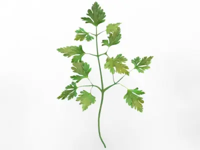 parsley 3D model get