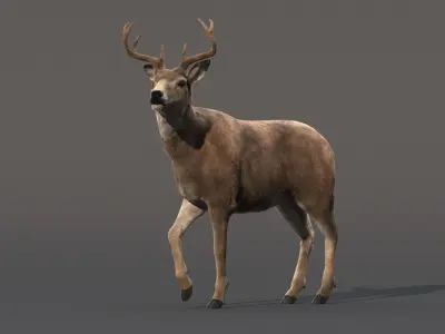 Deer Animated (Fur) 3D model