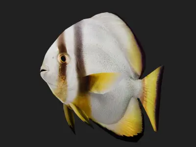 Batfish Low-poly 3D model