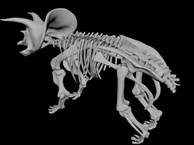 Triceratops dinosaur skeleton 3D model