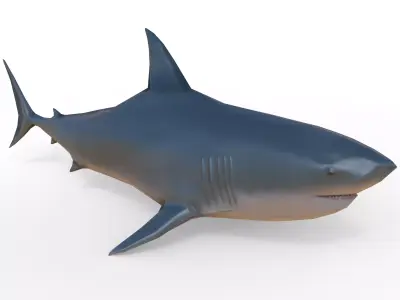 Shark Low-poly 3D model 37