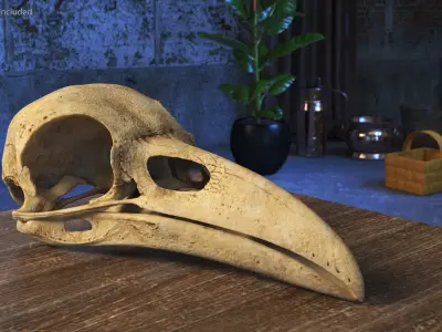  Crow Raven Skull Anatomy Model Aged 