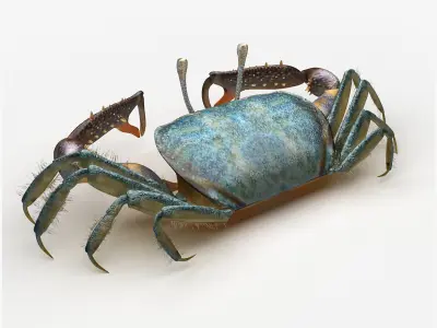 Short bodied crabs with big eyes Low-poly 3D model