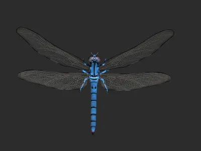 Dragonfly Low-poly 3D model