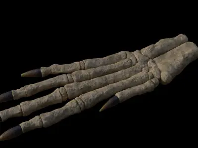 Rabbit foot skeleton 3D model