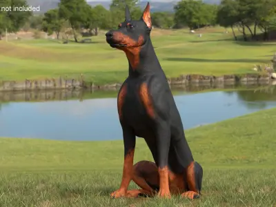 Doberman Pinscher Dog Sits 3D model