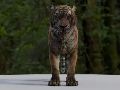  Tiger 