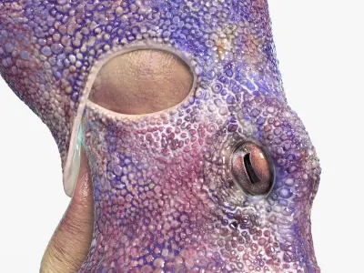 Octopus  purchase 3D model