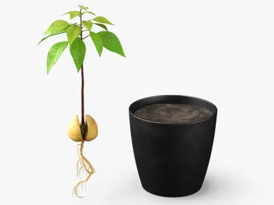Avocado Seedling Planted in Pot of Soil 3D model