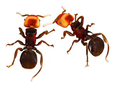 Black ant 3D model