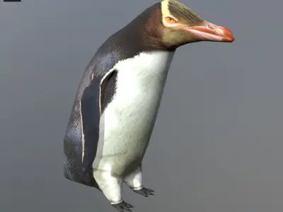 Yellow eyes penguin Low-poly 3D model