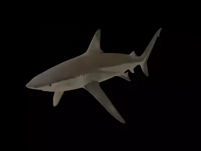 Shark Low-poly 3D model shop