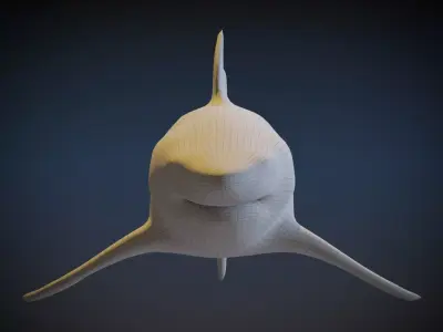 Shark 3D model order
